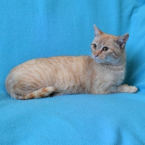 Cabbage Patch, an adoptable Domestic Short Hair in Eureka, CA, 95503 | Photo Image 4