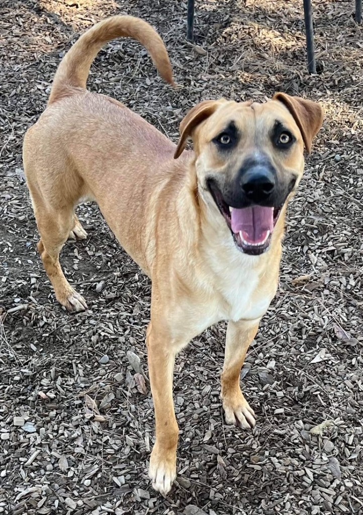 RILEY, an adoptable German Shepherd Dog, Black Mouth Cur in Lemoore, CA, 93245 | Photo Image 1