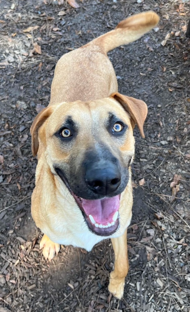 RILEY, an adoptable German Shepherd Dog, Black Mouth Cur in Lemoore, CA, 93245 | Photo Image 2