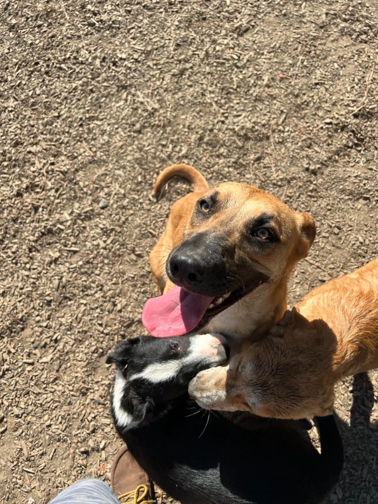 RILEY, an adoptable German Shepherd Dog, Black Mouth Cur in Lemoore, CA, 93245 | Photo Image 3