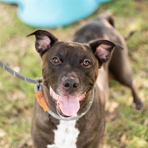 Dog for adoption - BETTY, a Staffordshire Bull Terrier in Sugar Land ...