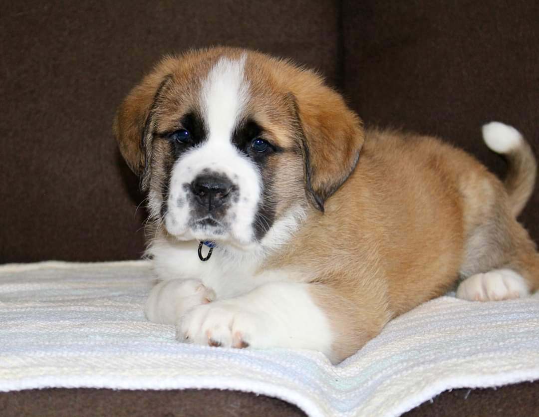 Saint bernard hot sale mix puppies