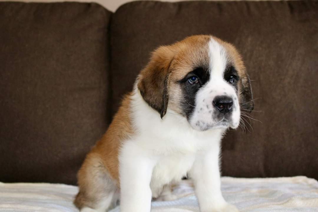 St bernard and deals big paws adoption