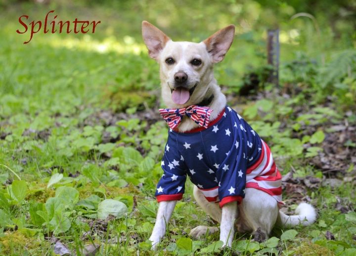 Splinter, an adopted Rat Terrier Mix in Sevierville, TN_image-1