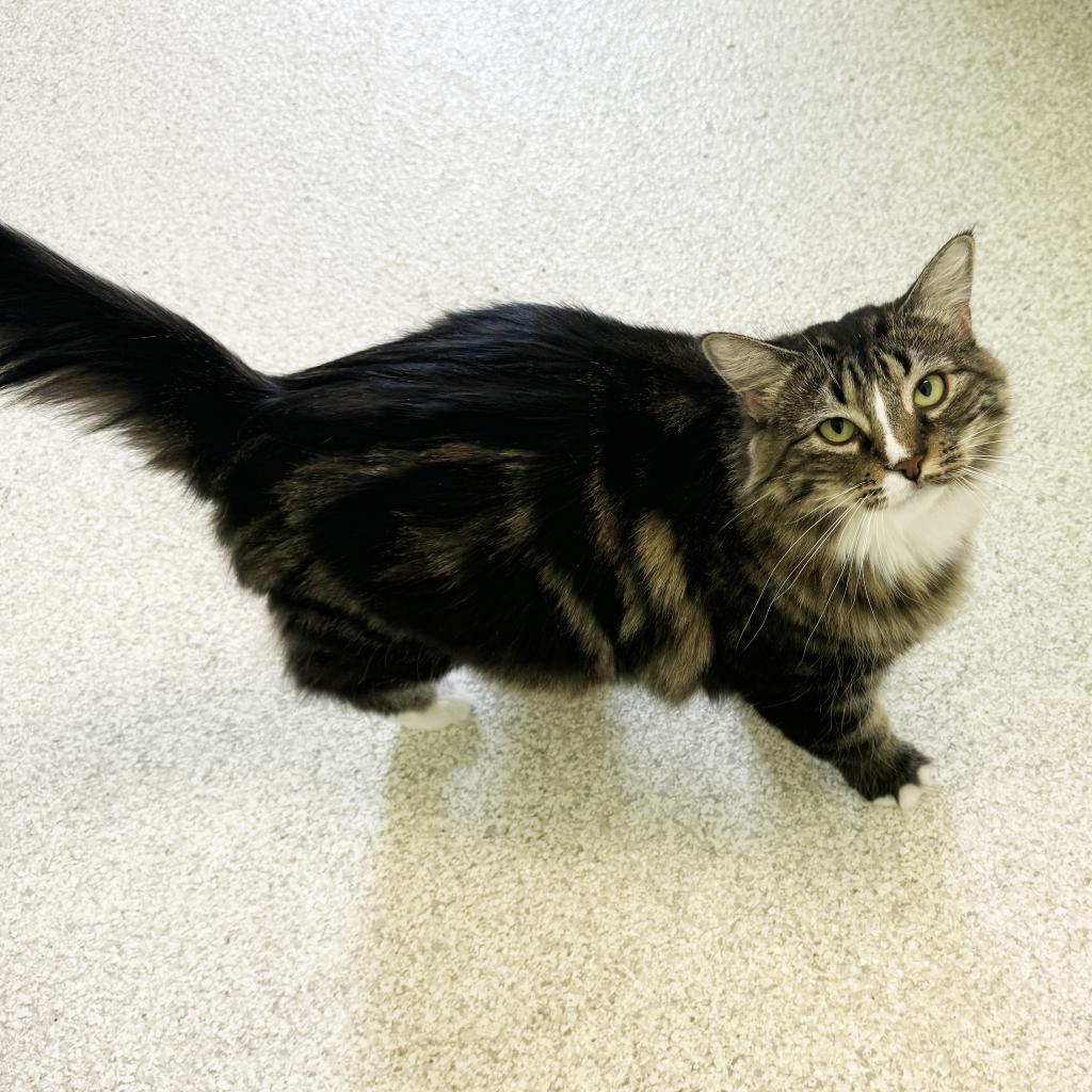 Mama Winnie, an adoptable Domestic Medium Hair, Bengal in Mount Juliet, TN, 37122 | Photo Image 1