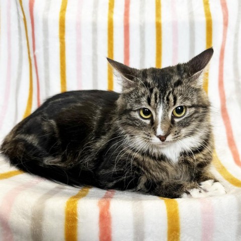 Mama Winnie, an adoptable Domestic Medium Hair, Bengal in Mount Juliet, TN, 37122 | Photo Image 2