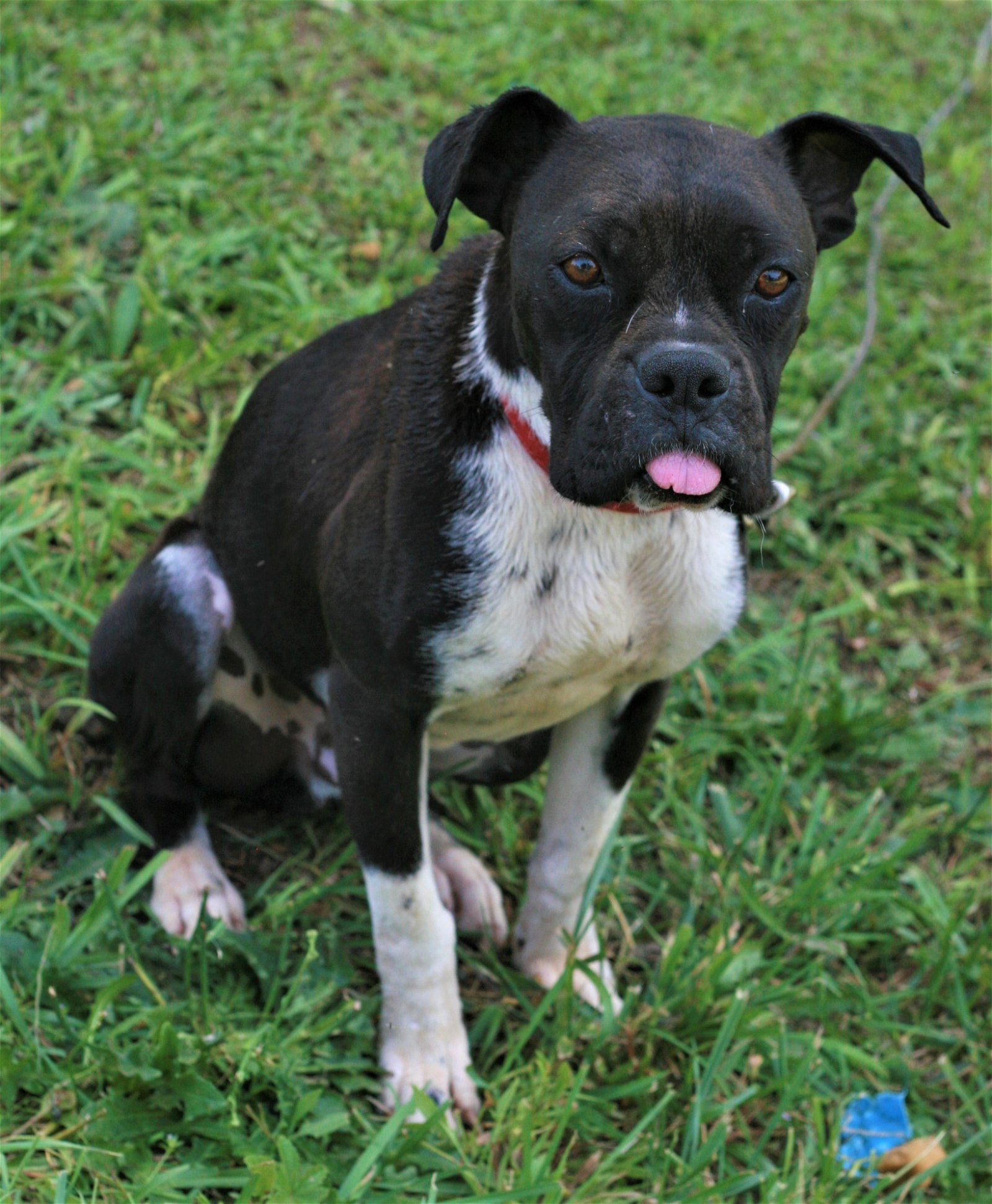 Boston terrier clearance boxer puppies