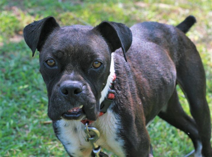 Boston terrier best sale boxer mix