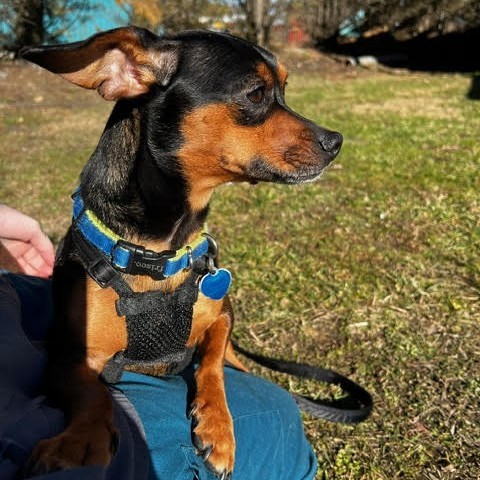 Onyx, an adoptable Mixed Breed in Fletcher, NC, 28732 | Photo Image 1