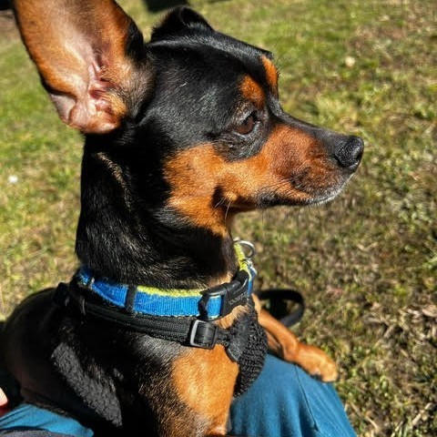 Onyx, an adoptable Mixed Breed in Fletcher, NC, 28732 | Photo Image 2