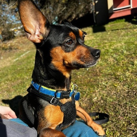 Onyx, an adoptable Mixed Breed in Fletcher, NC, 28732 | Photo Image 3