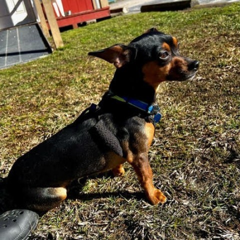 Onyx, an adoptable Mixed Breed in Fletcher, NC, 28732 | Photo Image 4