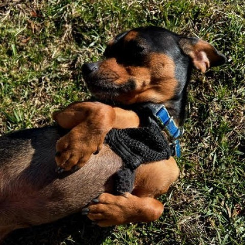 Onyx, an adoptable Mixed Breed in Fletcher, NC, 28732 | Photo Image 5