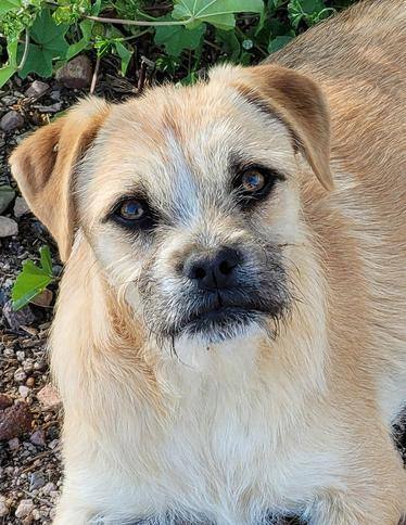 Tucker, an adoptable Boxer, Terrier in New River, AZ, 85087 | Photo Image 1