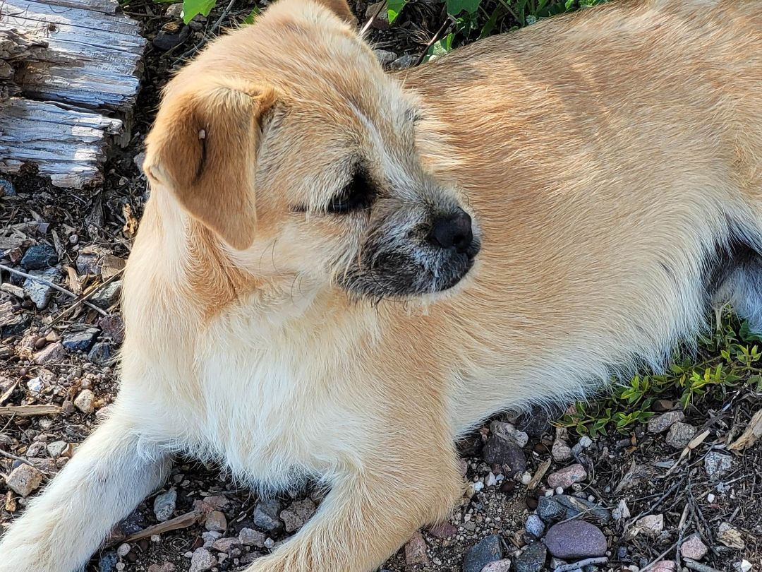 Tucker, an adoptable Boxer, Terrier in New River, AZ, 85087 | Photo Image 2