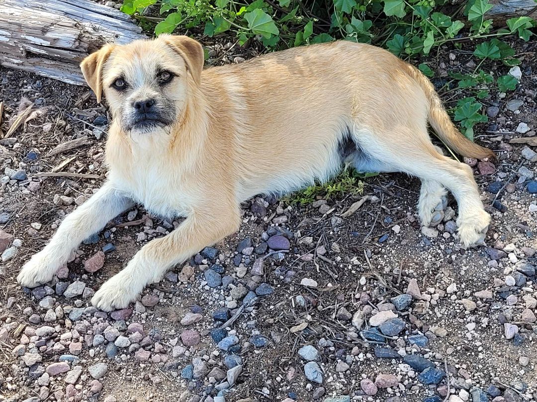 Tucker, an adoptable Boxer, Terrier in New River, AZ, 85087 | Photo Image 3