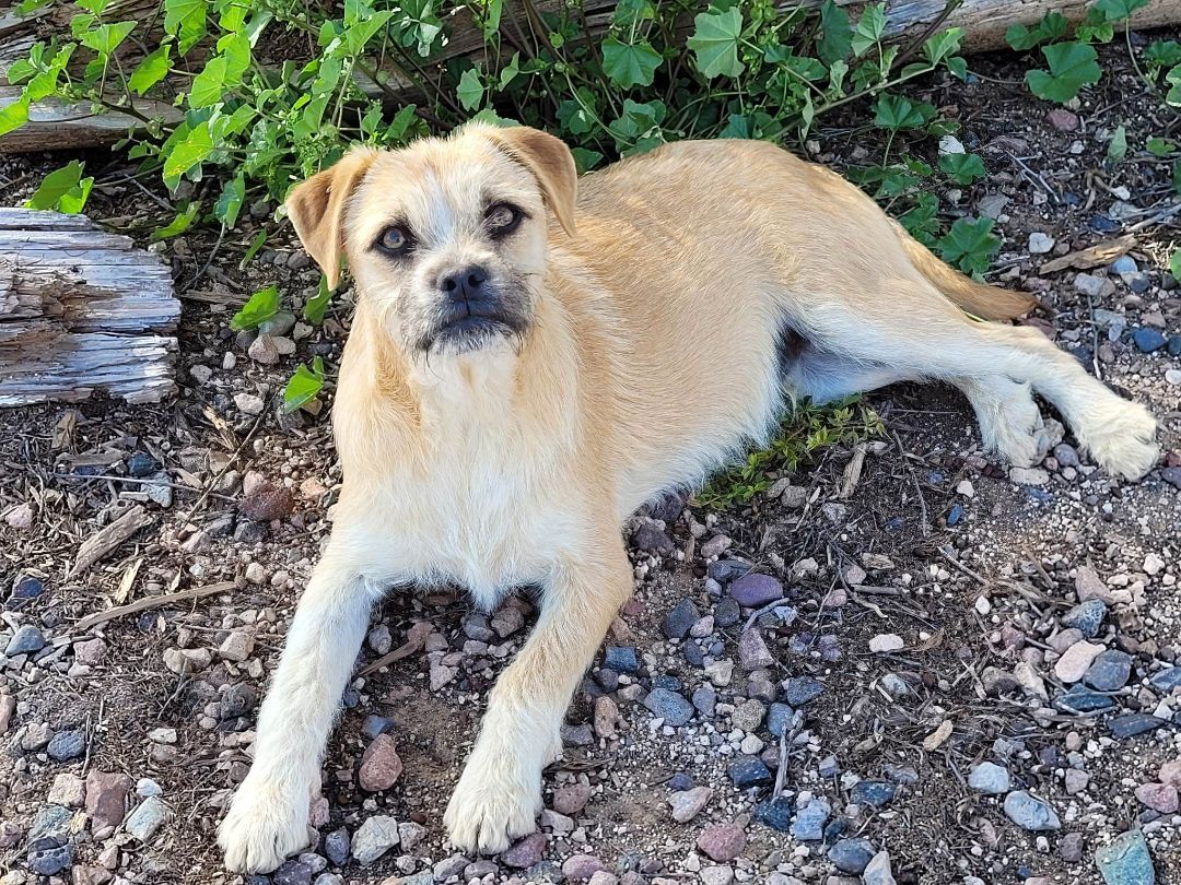 Tucker, an adoptable Boxer, Terrier in New River, AZ, 85087 | Photo Image 4