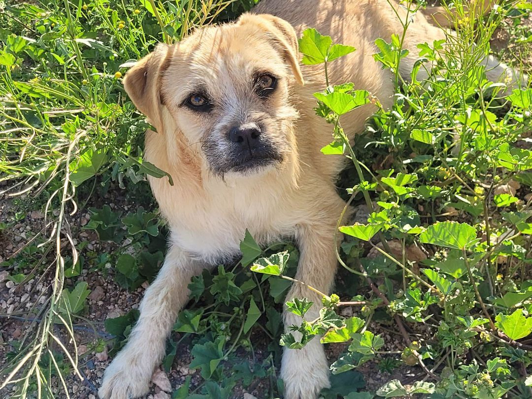 Tucker, an adoptable Boxer, Terrier in New River, AZ, 85087 | Photo Image 5