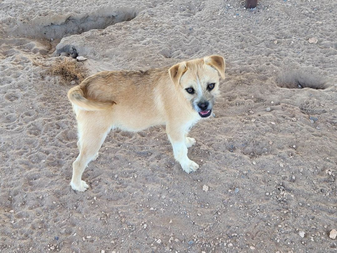Tucker, an adoptable Boxer, Terrier in New River, AZ, 85087 | Photo Image 6
