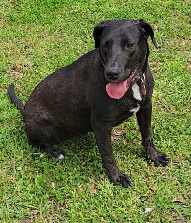 Dog for adoption - Lulu, a Labrador Retriever in Branchville, SC ...