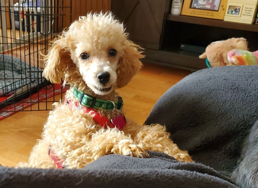Lebeau, an adoptable Miniature Poodle in Schofield, WI, 54476 | Photo Image 1