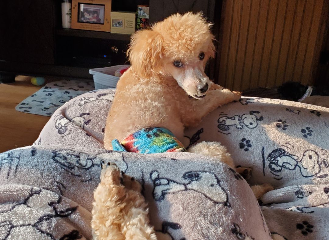 Lebeau, an adoptable Miniature Poodle in Schofield, WI, 54476 | Photo Image 5