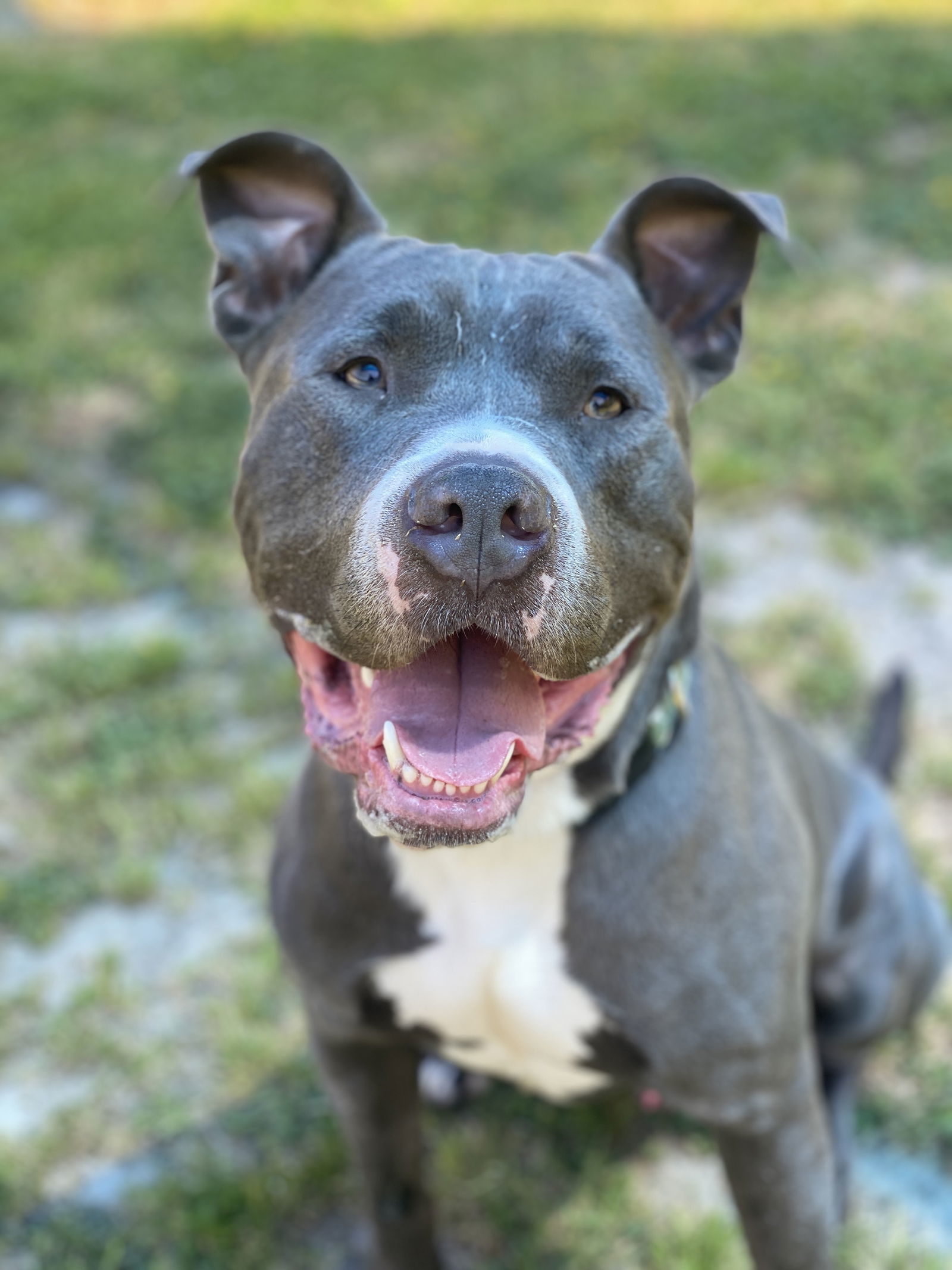 2310-1693 Bob the Builder, an adoptable Pit Bull Terrier in Virginia Beach, VA, 23451 | Photo Image 1