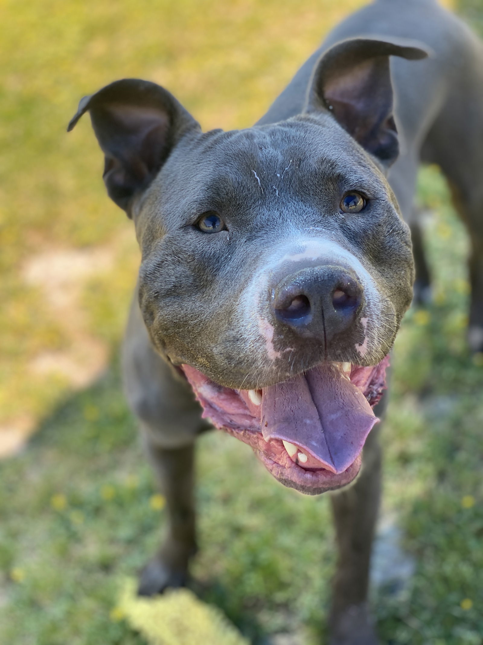 2310-1693 Bob the Builder, an adoptable Pit Bull Terrier in Virginia Beach, VA, 23451 | Photo Image 2