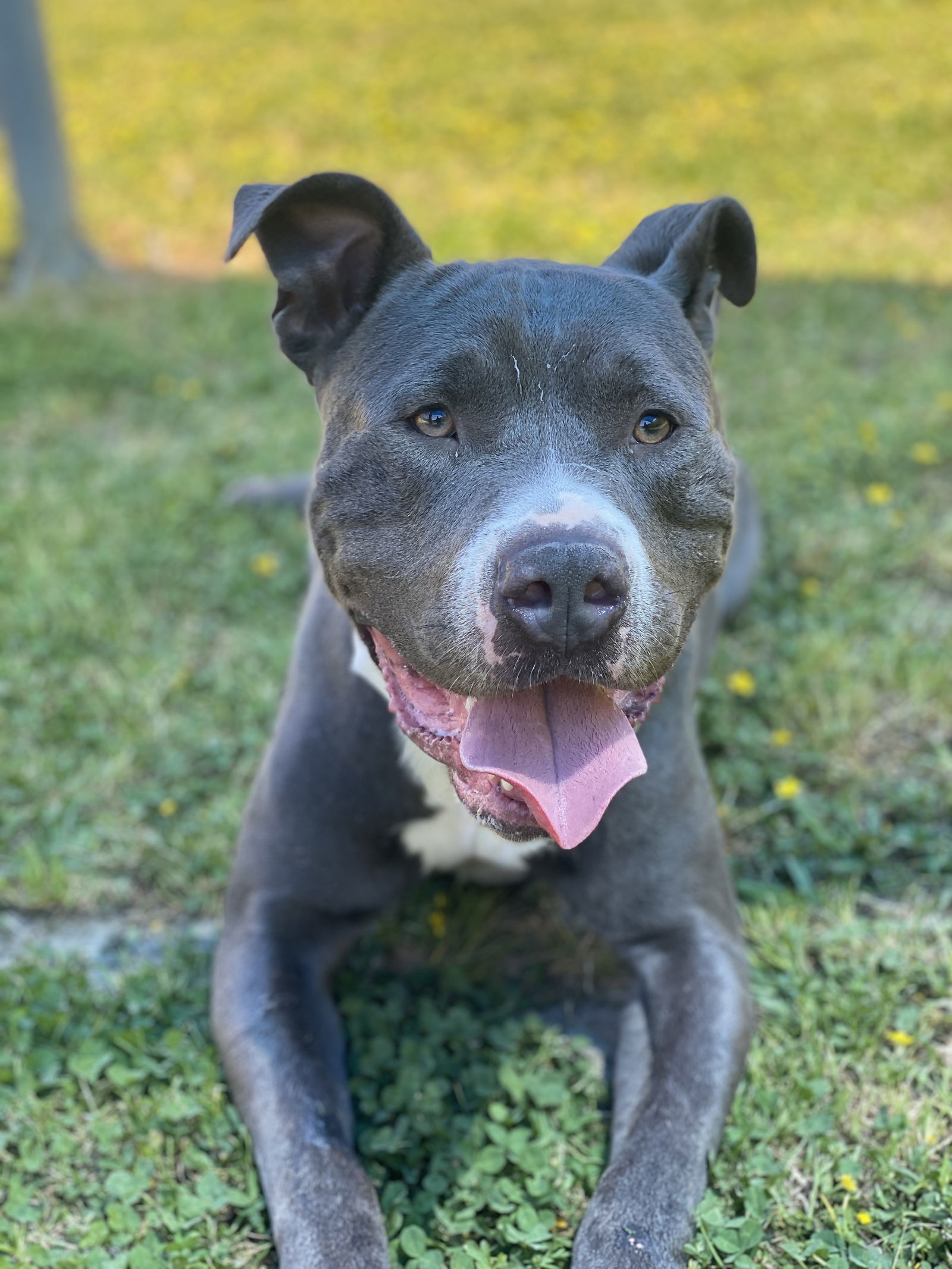 2310-1693 Bob the Builder, an adoptable Pit Bull Terrier in Virginia Beach, VA, 23451 | Photo Image 3