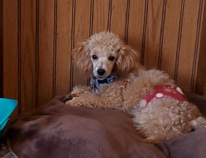 Dog for adoption Merlot a Miniature Poodle in Schofield WI