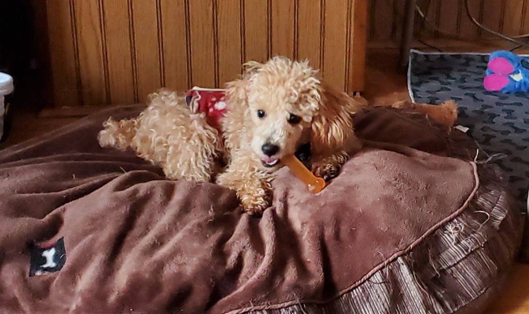 Merlot , an adoptable Miniature Poodle in Schofield, WI, 54476 | Photo Image 2