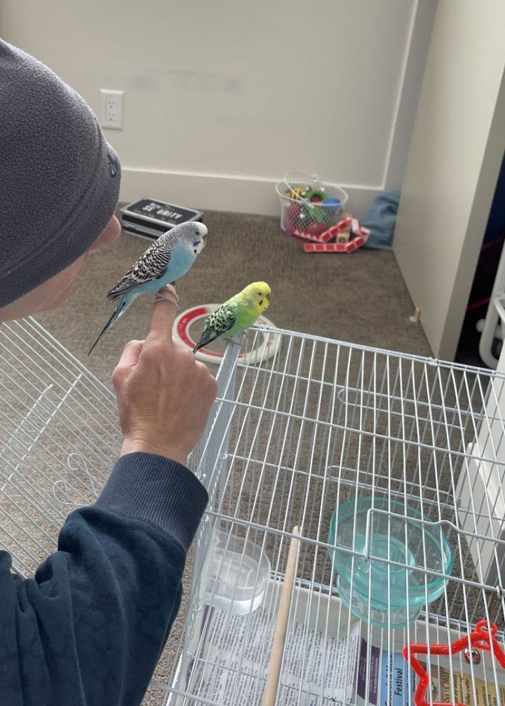 Kevin & Mary-anne, an adoptable Budgie / Budgerigar in Salt Lake City, UT_image-1