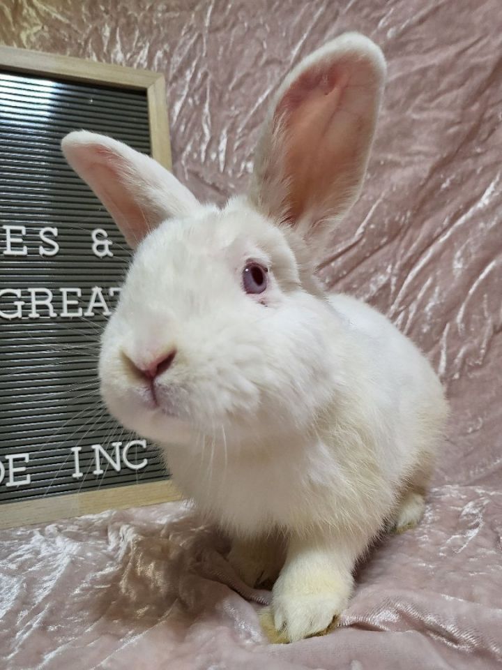 Earl, an adoptable Dwarf & Bunny Rabbit Mix in Wilkes-Barre, PA_image-2
