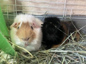 Meatball (bonded w/Spaghetti)