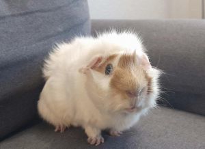 Spaghetti (bonded w/ Meatball)