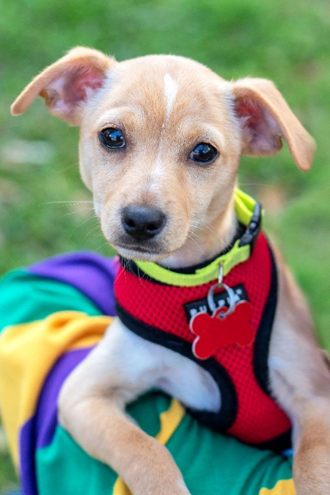 Dog for adoption - Oakley, a Chihuahua & Terrier Mix in Baton Rouge, LA |  Petfinder