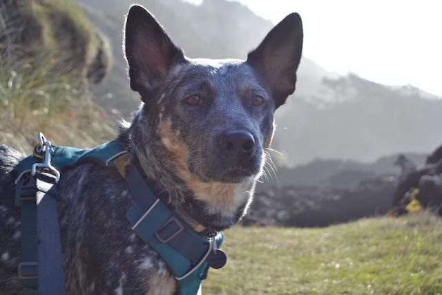 Clover , an adoptable Australian Cattle Dog / Blue Heeler, Cattle Dog in Bend, OR, 97702 | Photo Image 5