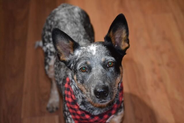 Clover , an adoptable Australian Cattle Dog / Blue Heeler, Cattle Dog in Bend, OR, 97702 | Photo Image 1