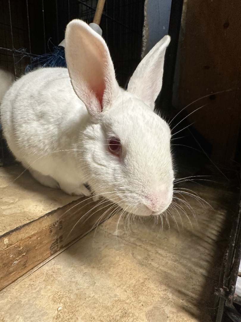 Rabbit for adoption Vlad, a Bunny Rabbit in Norwalk, CT Petfinder