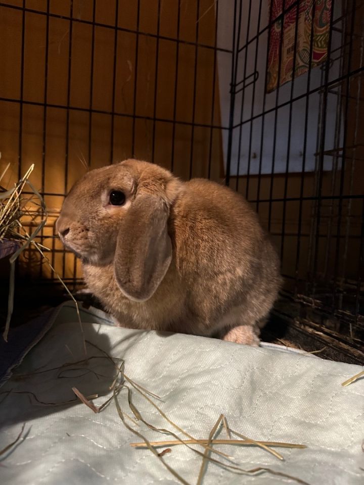 English lop sales