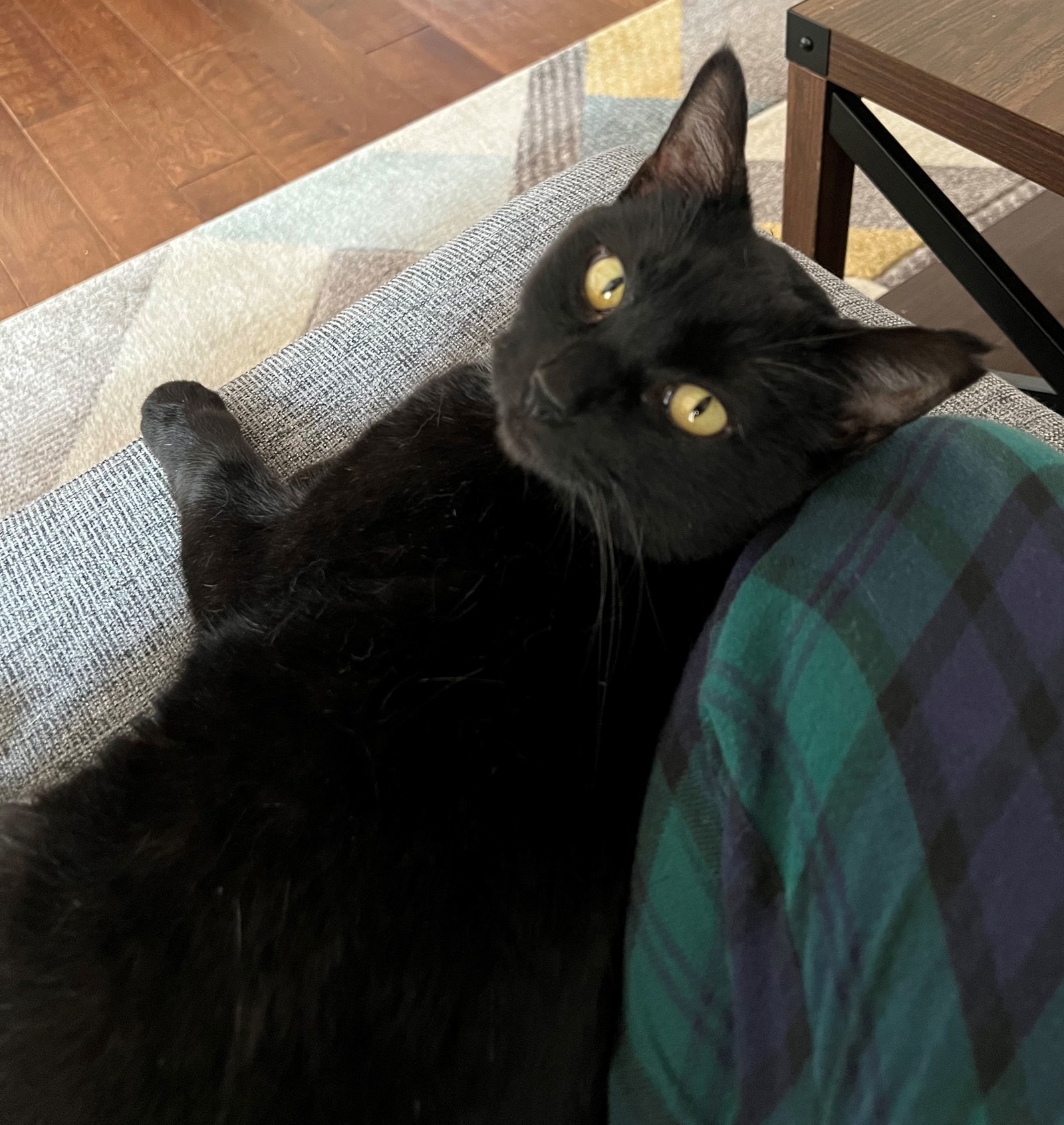 bj ( bagheera), an adoptable Domestic Short Hair in San Jose, CA, 95112 | Photo Image 1