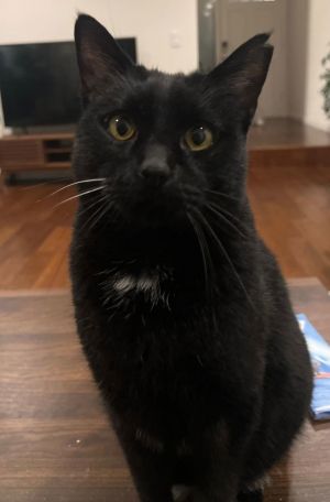 bj ( bagheera)