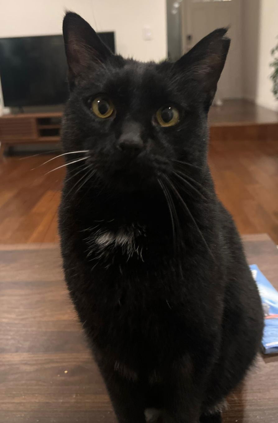 bj ( bagheera), an adoptable Domestic Short Hair in San Jose, CA, 95112 | Photo Image 1