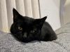bj ( bagheera) photo 2