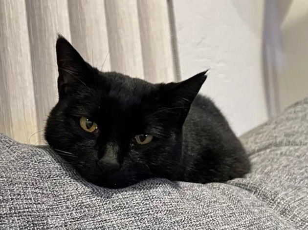 bj ( bagheera), an adoptable Domestic Short Hair in San Jose, CA, 95112 | Photo Image 2