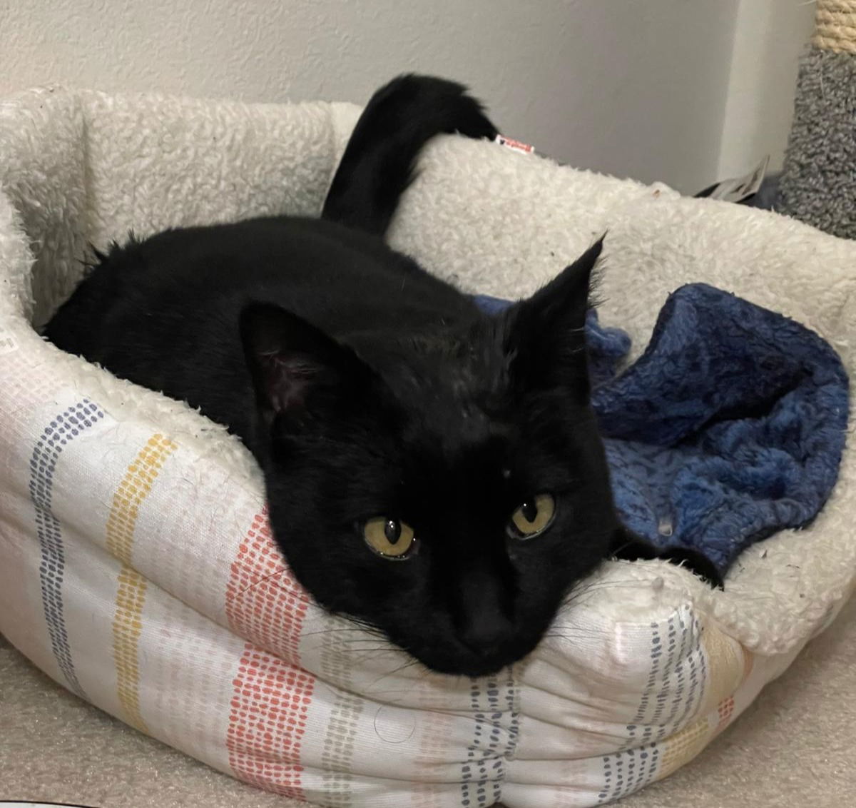 bj ( bagheera), an adoptable Domestic Short Hair in San Jose, CA, 95112 | Photo Image 3