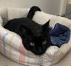 bj ( bagheera) photo 3