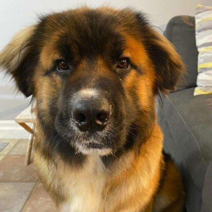 Dog for adoption - Draco, a Saint Bernard & Husky Mix in Oakville, ON |  Petfinder