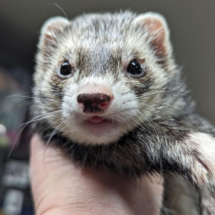 Petfinder ferret store