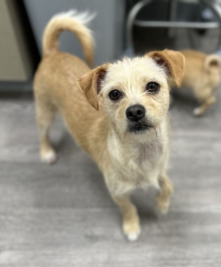 Mizu , an adoptable Jack Russell Terrier & Border Terrier Mix in Los Alamitos, CA_image-1